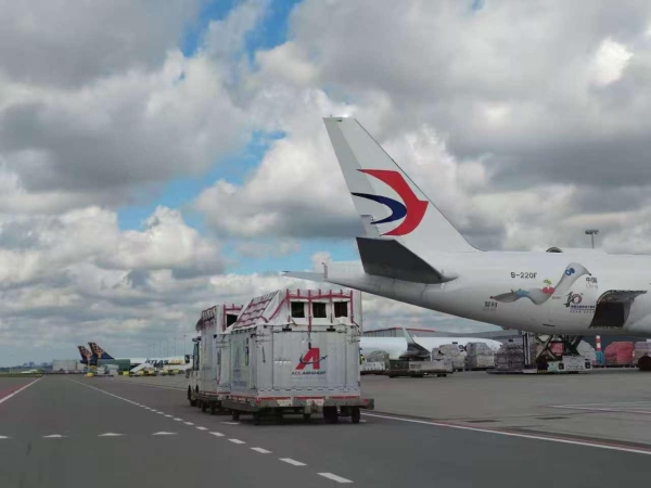 6匹“宝马”跨越9000公里抵沪！东航物流发力欧洲马匹类航空运输市场 