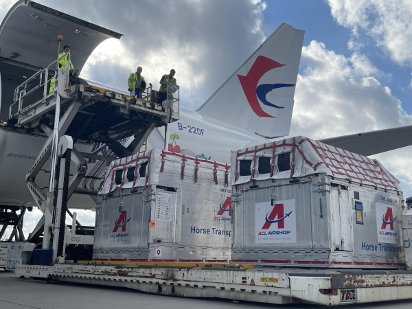 6匹“宝马”跨越9000公里抵沪！东航物流发力欧洲马匹类航空运输市场 