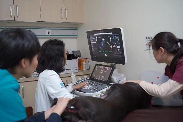 守护健康心，新瑞鹏集团持续深化宠物心脏专科系统诊疗能力建设 