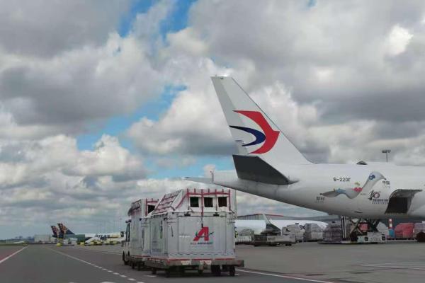 6匹“宝马”跨越9000公里抵沪！东航物流发力欧洲马匹类航空运输市场 