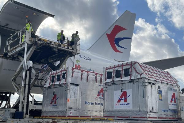6匹“宝马”跨越9000公里抵沪！东航物流发力欧洲马匹类航空运输市场 