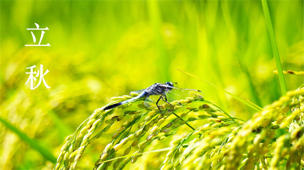 立秋换季 | 清爽告别夏日 与初秋温柔邂逅 