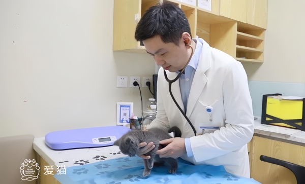 致敬国际猫咪日：新瑞鹏集团以懂猫、爱猫之心，守护每只猫的健康 