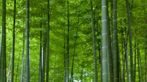 超高防潮丨性能与美学兼具，这张好板更懂健康生活 