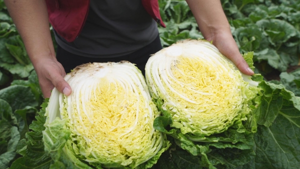 8月也能吃到时令白菜！家家悦坝上蔬菜基地装满夏季“菜篮子” 