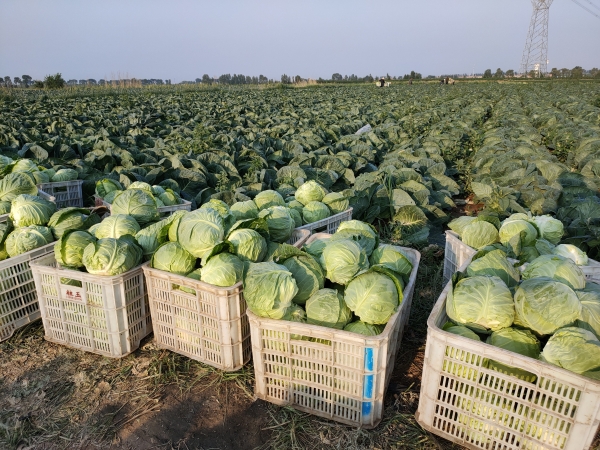 8月也能吃到时令白菜！家家悦坝上蔬菜基地装满夏季“菜篮子” 