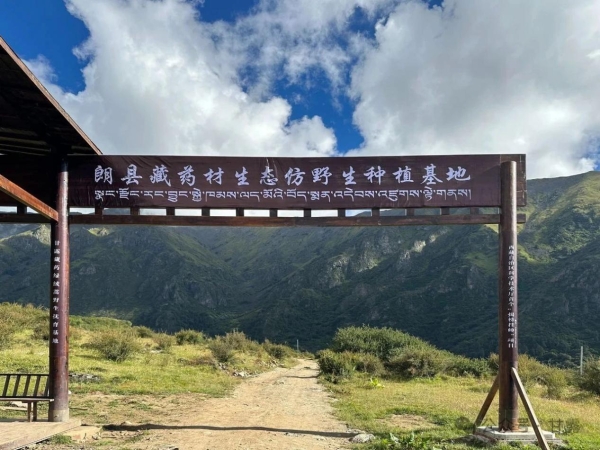 甘露藏药：守千年正脉，创现代化新篇 