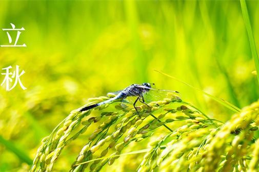 立秋换季 | 清爽告别夏日 与初秋温柔邂逅 