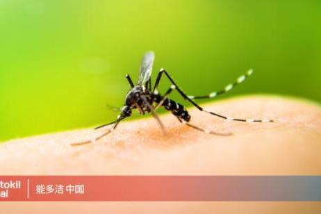 基孔肯雅热疫情来袭，能多洁倡议家庭蚊虫防制 
