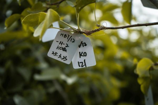 沙砾间，智苗破“云”，荷田里，金蟹戏“月”——循环金润泽边疆木兰图 