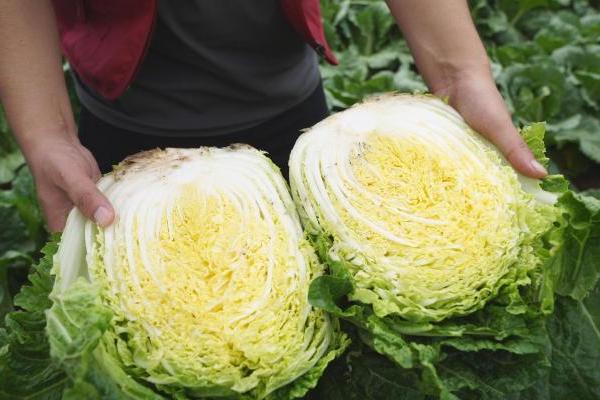 8月也能吃到时令白菜！家家悦坝上蔬菜基地装满夏季“菜篮子” 