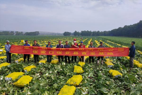 8月也能吃到时令白菜！家家悦坝上蔬菜基地装满夏季“菜篮子” 