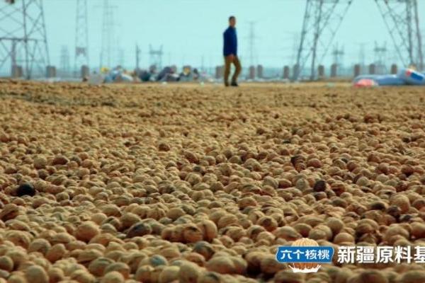 科技创新赋能匠心品质 六个核桃推动植物蛋白饮品高质量发展 