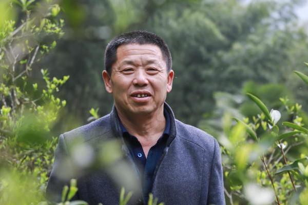 孝文家茶首创桐木白茶：以世界级生态，重新定义白茶高度 