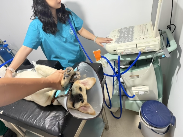 新瑞鹏集团携手腾讯公益“久久公益节”，以专业医疗守护导盲犬健康 