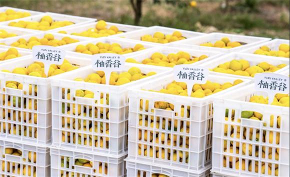 从田园到全国：一颗香柚的产业升级与品牌崛起之路 