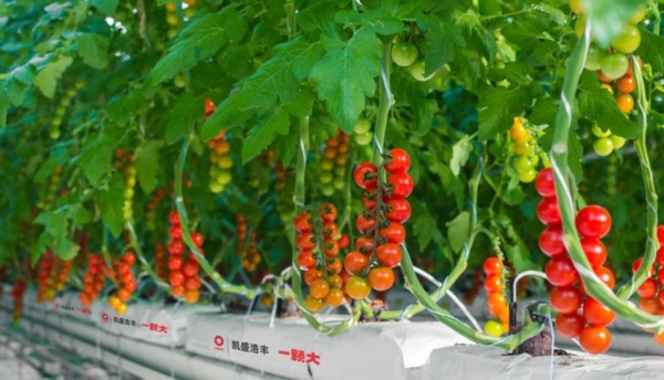 开行业先河！一颗大™100%NFC红&黄番茄汁获低GI产品认证 