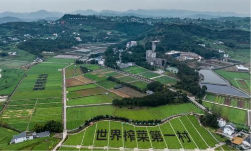 数智化突围，乌江榨菜的科技兴农之旅 