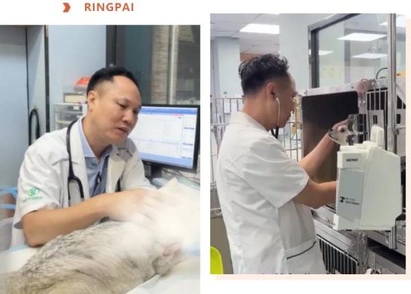 瑞派宠物医生：以仁心守护无言生命，用专业托举宠物健康温情时光 