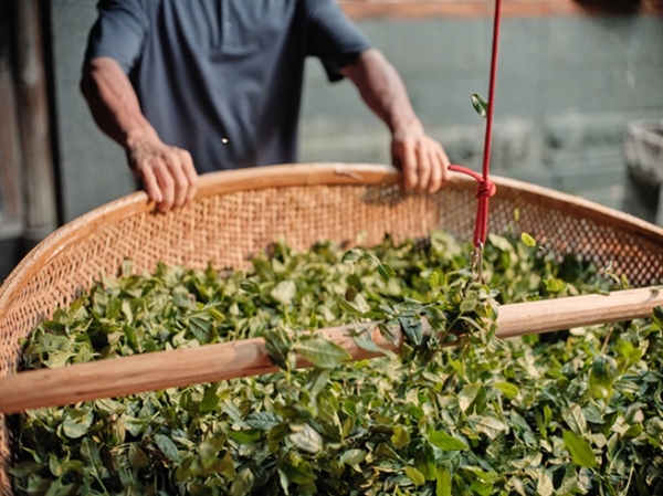5万瓶茶上市秒光！年轻人为何爱上瓶中名茶？ 