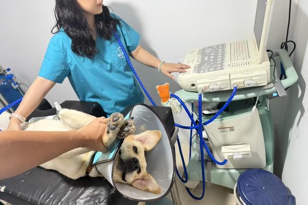 新瑞鹏集团携手腾讯公益“久久公益节”，以专业医疗守护导盲犬健康 
