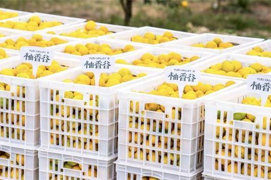 从田园到全国：一颗香柚的产业升级与品牌崛起之路 