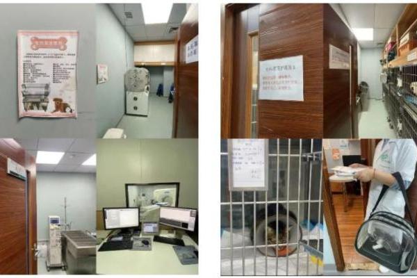 瑞派宠物医生：以仁心守护无言生命，用专业托举宠物健康温情时光 