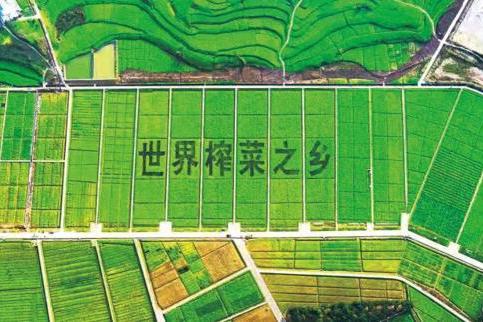 涪陵榨菜 “只有乌江”升级亮相，读懂出行与健康需求 