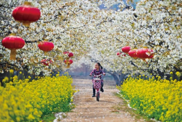 从《千金要方》到贞观食养，古老养生智慧让晋州梨飘香世界 