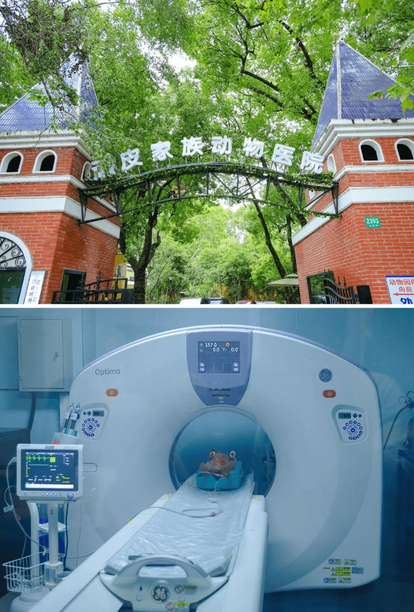 用心守护，让爱无距—新瑞鹏旗下顽皮家族动物医院成功为千里求医的泰迪犬完成高难度髌骨脱位手术 