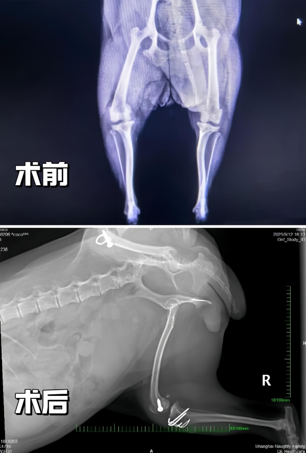 用心守护，让爱无距—新瑞鹏旗下顽皮家族动物医院成功为千里求医的泰迪犬完成高难度髌骨脱位手术 