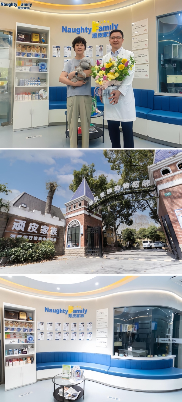 用心守护，让爱无距—新瑞鹏旗下顽皮家族动物医院成功为千里求医的泰迪犬完成高难度髌骨脱位手术 