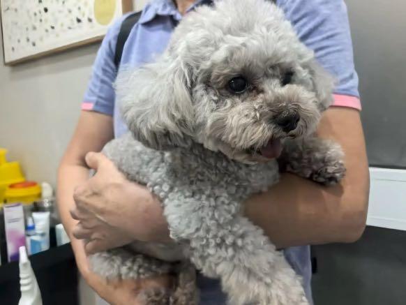用心守护，让爱无距—新瑞鹏旗下顽皮家族动物医院成功为千里求医的泰迪犬完成高难度髌骨脱位手术 