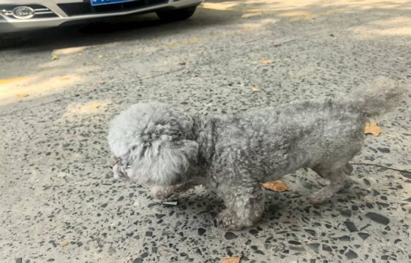 用心守护，让爱无距—新瑞鹏旗下顽皮家族动物医院成功为千里求医的泰迪犬完成高难度髌骨脱位手术 