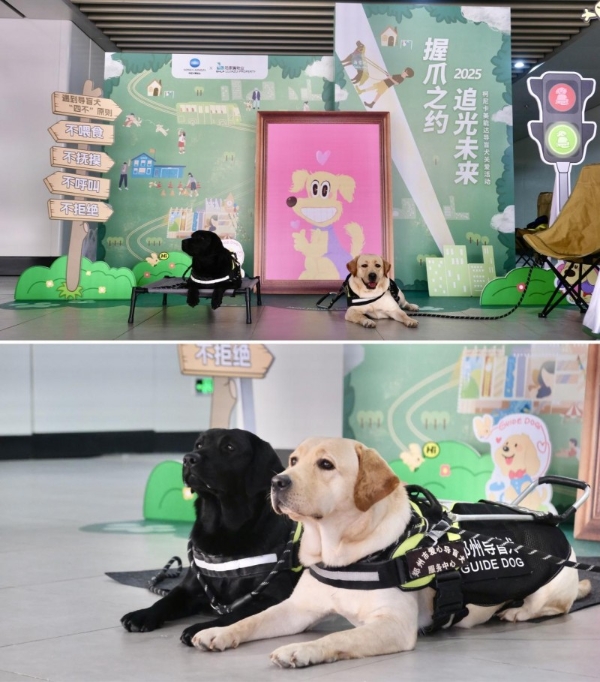 感谢每一份爱的助力！2025柯尼卡美能达导盲犬公益活动温情谢幕 
