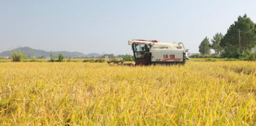 鲁花“乐地生”花生蛋白肽水溶肥水稻测产观摩会 在江西万年举行