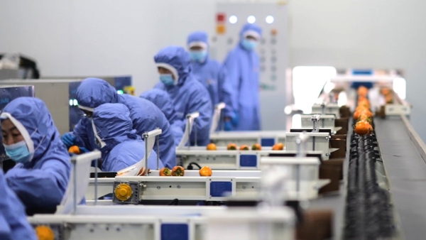 乡村全面振兴实践样本:从资源聚变到产业裂变