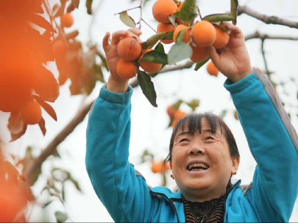 乡村全面振兴实践样本:从资源聚变到产业裂变