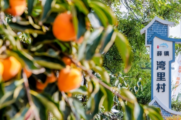 以“柿”为媒,中国三星助力富平湾里村“人才链、产业链”共振