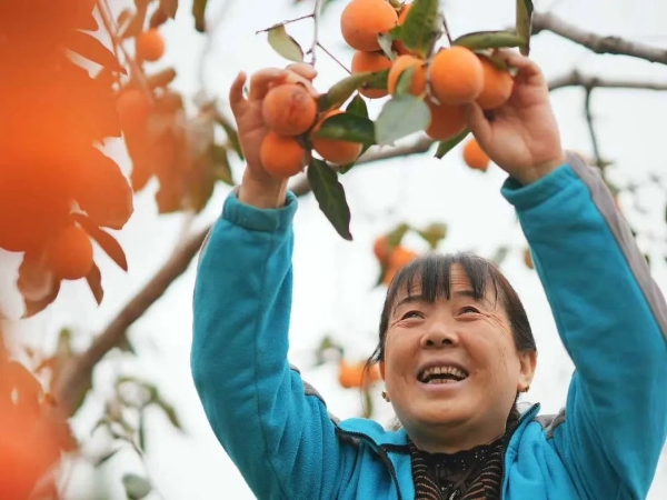 一枚柿子的“乡村变形记”