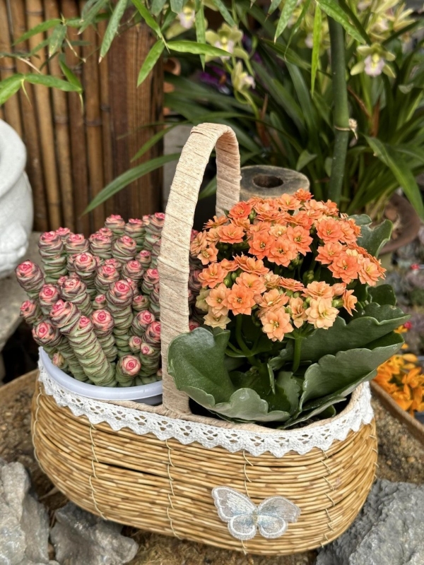 理性消费驱动细分市场，松典轻量级相机成双十一新焦点 