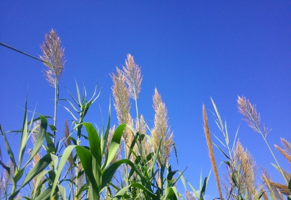 理性消费驱动细分市场，松典轻量级相机成双十一新焦点 