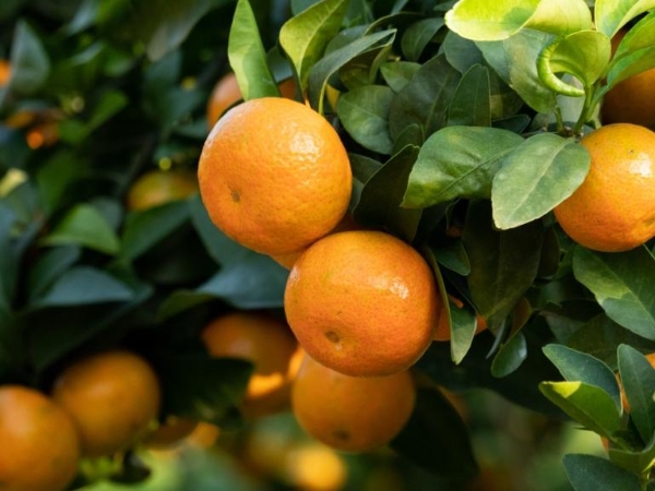 当砂糖桔遇上金秋，钱大妈秋季果篮子上新 