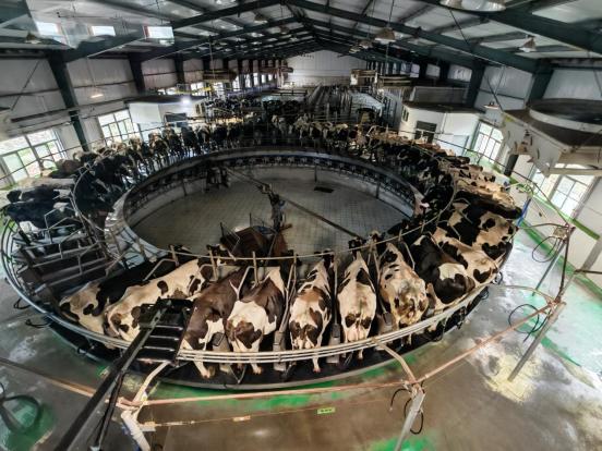 一杯“三元北京鲜牛奶”的70年坚守：三元用自有奶源筑牢品质护城