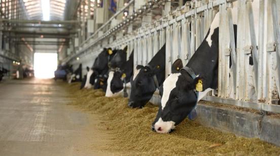 一杯“三元北京鲜牛奶”的70年坚守：三元用自有奶源筑牢品质护城