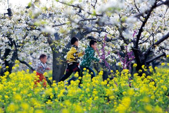 千年“梨变”——梨香晋州：从谏官药箧到亿级产业链 
