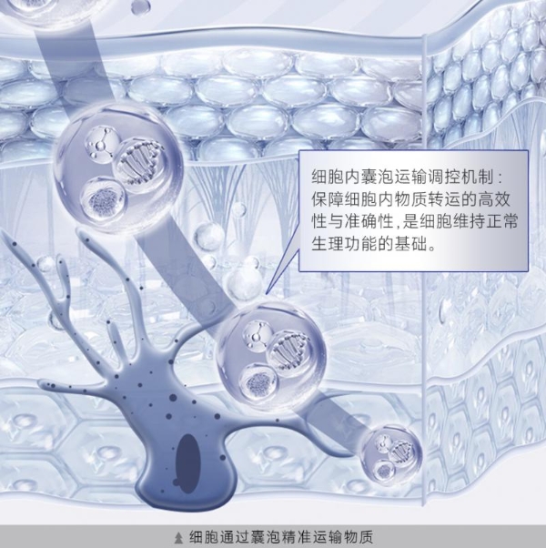 黛安蒂×兰迪・谢克曼：诺奖级科研赋能，开启东方抗衰护肤新征程 