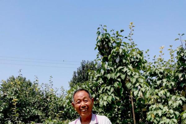 从《千金要方》到贞观食养，古老养生智慧让晋州梨飘香世界 