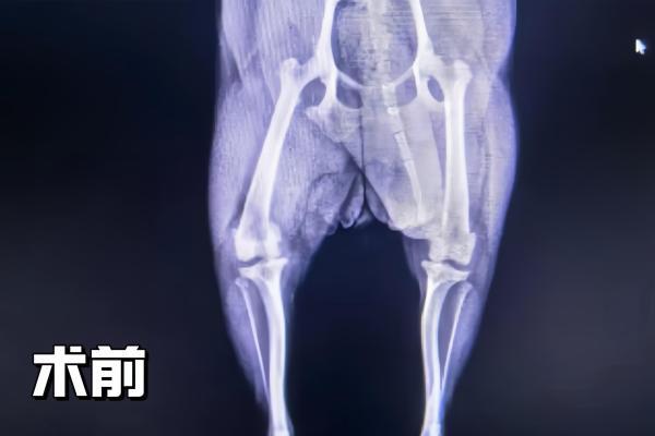 用心守护，让爱无距—新瑞鹏旗下顽皮家族动物医院成功为千里求医的泰迪犬完成高难度髌骨脱位手术 