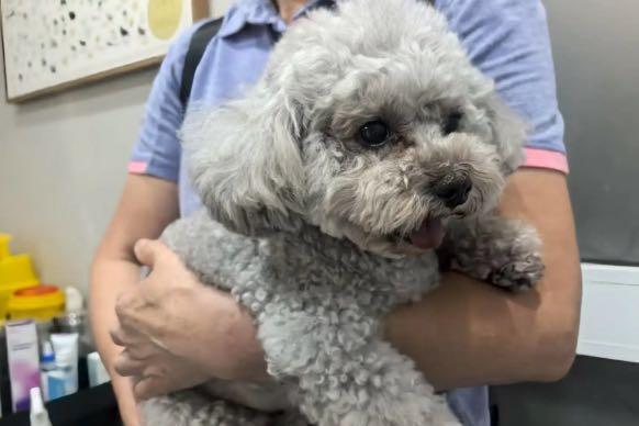 用心守护，让爱无距—新瑞鹏旗下顽皮家族动物医院成功为千里求医的泰迪犬完成高难度髌骨脱位手术 